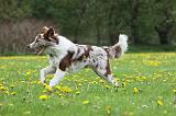 BORDER COLLIE 978